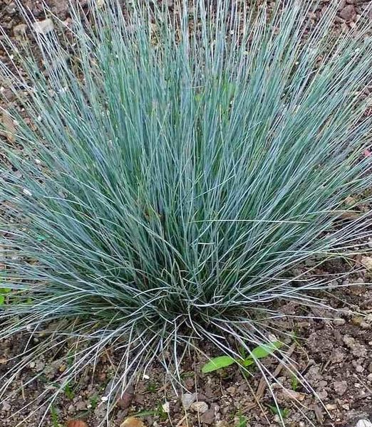 Festuca glauca 'Azurit' 